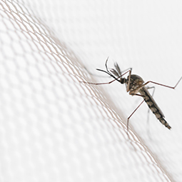 Mosquito auf einem Insektenschutz